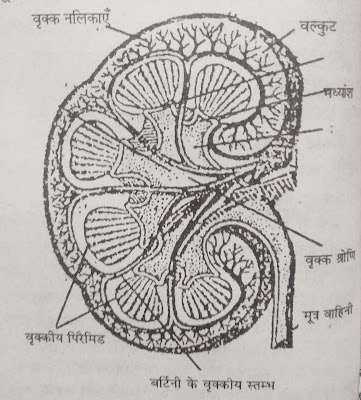 Excretory system in hindi reet level 2 science