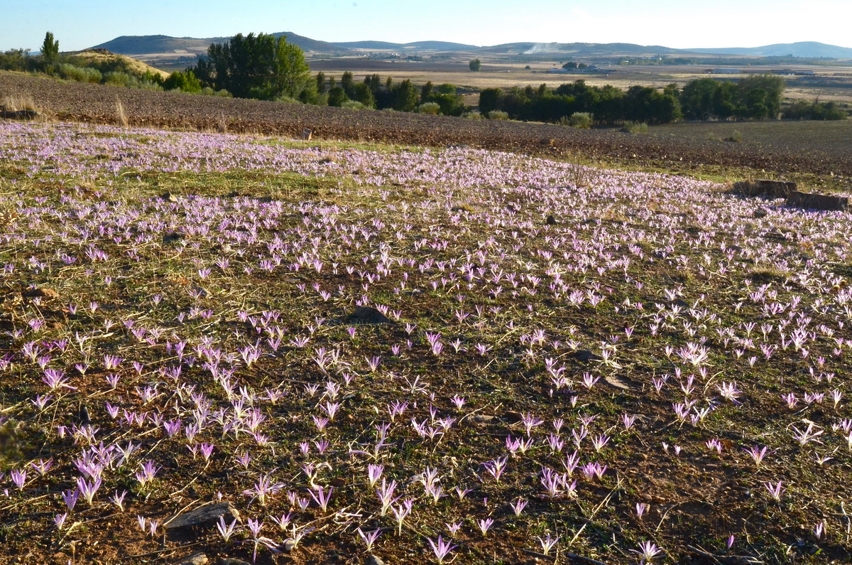 ALMANAQUE NATURAL Flores de Otoño