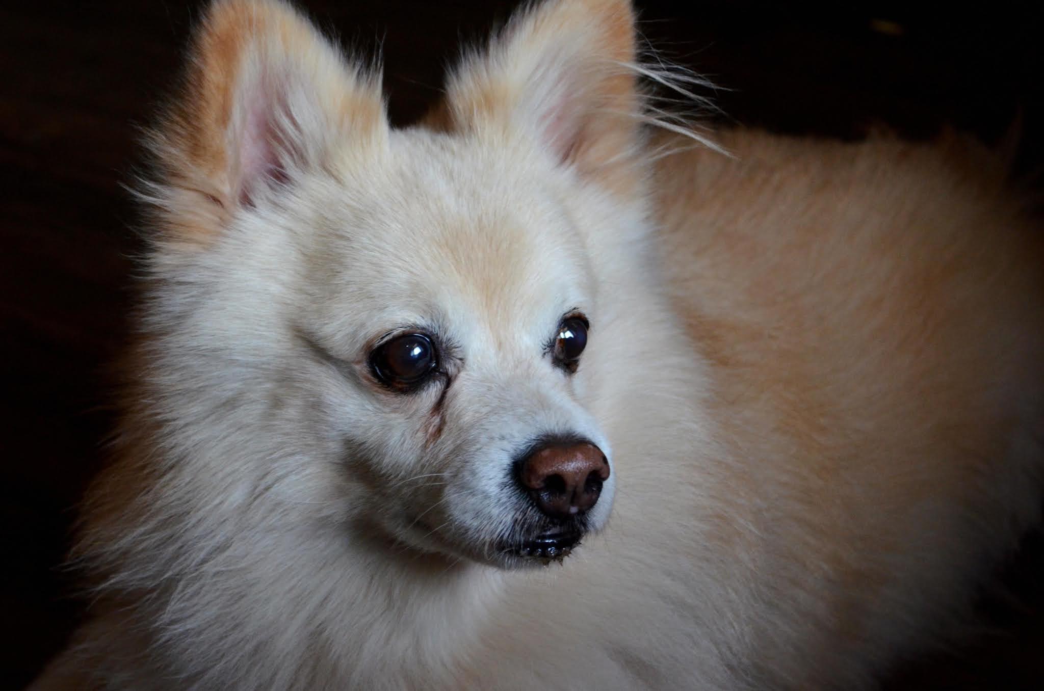Pomeranian Dog Price in India (2021) Detailed Information Pets Lovers