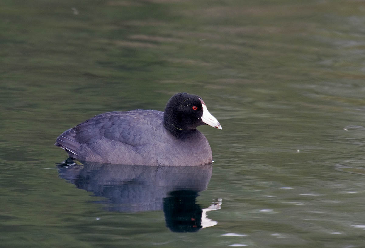 The Duck Test Greg in San Diego