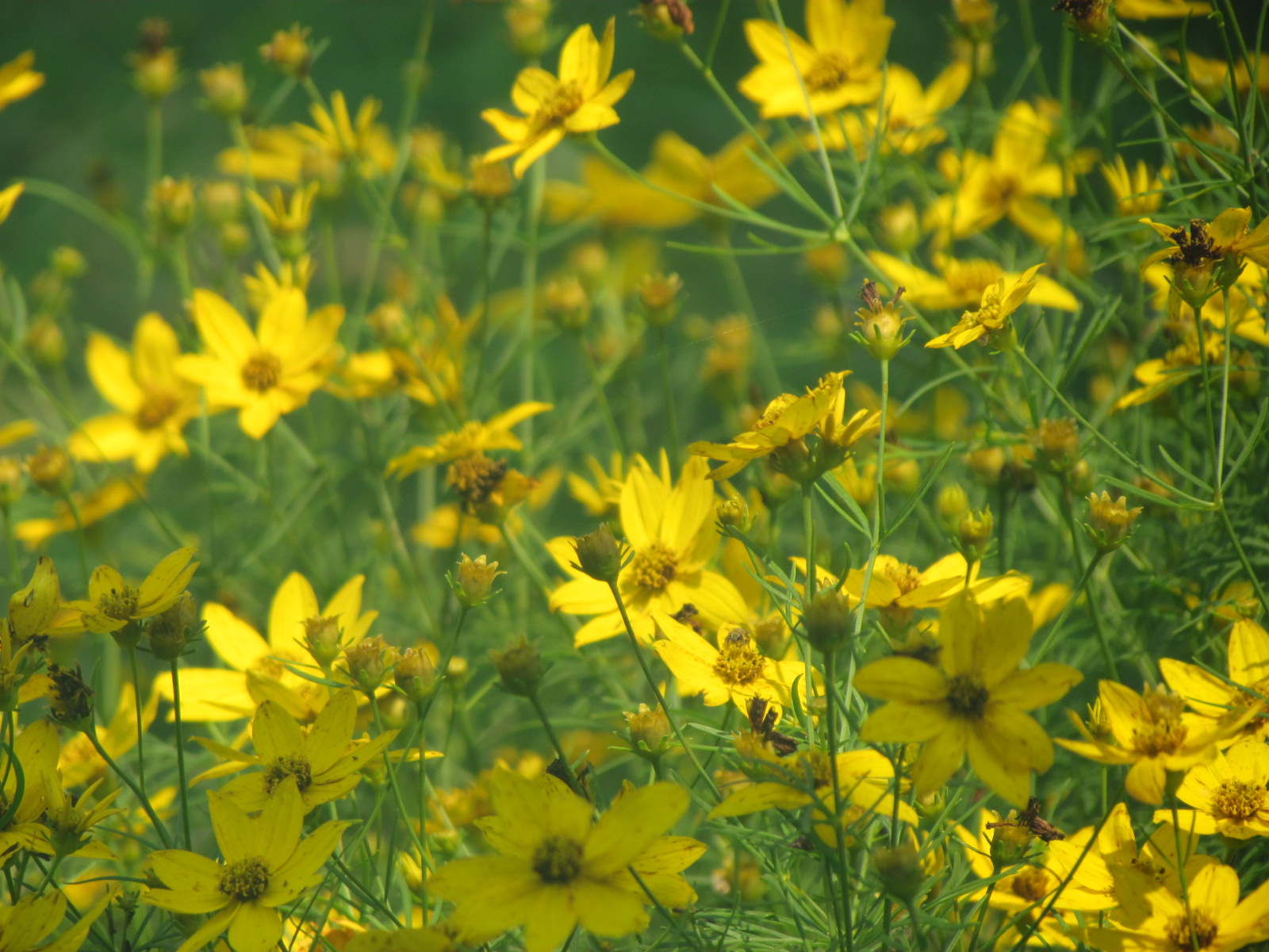 Pioneer Woman at Heart More Blooms Dehydrating Sage From Pile to File