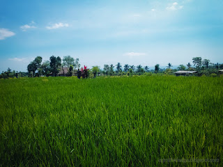 Peaceful Atmosphere Of Countryside Rice Fields In The Warm Sunshine On A Sunny Day Ringdikit North Bali Indonesia