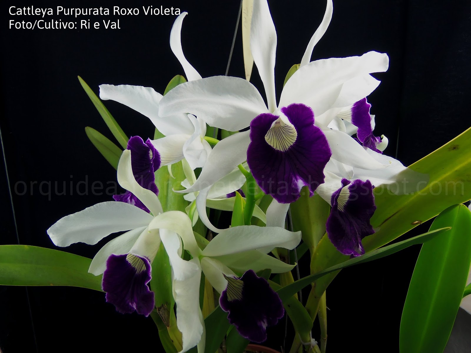 ORQUÍDEAS FLORES PERFEITAS: Cattleya Purpurata Roxo Violeta