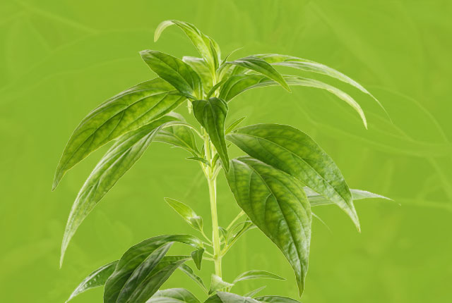 Health benefits of kalmegh plant, know its benefits Health benefits of kalmegh plant, know its benefits