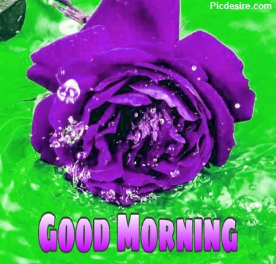 25+ Good morning wishes with Flowers Images 25+ Good morning wishes with Flowers Images