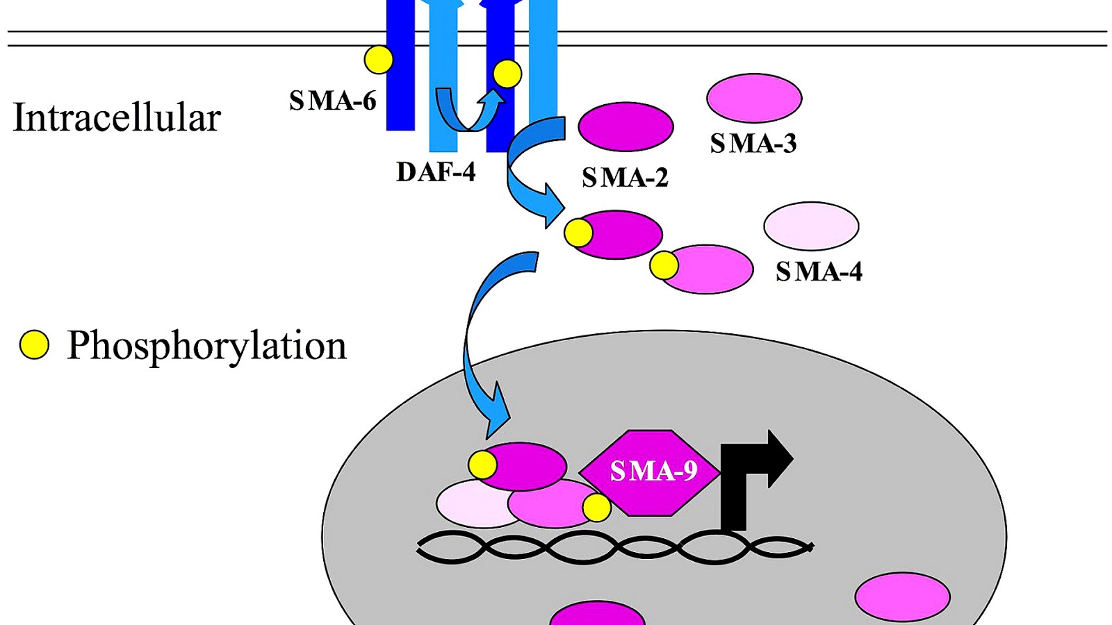 Bone protein Protein Choices