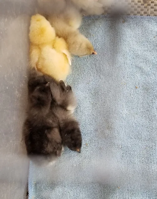 chicks on blue towel in brooder