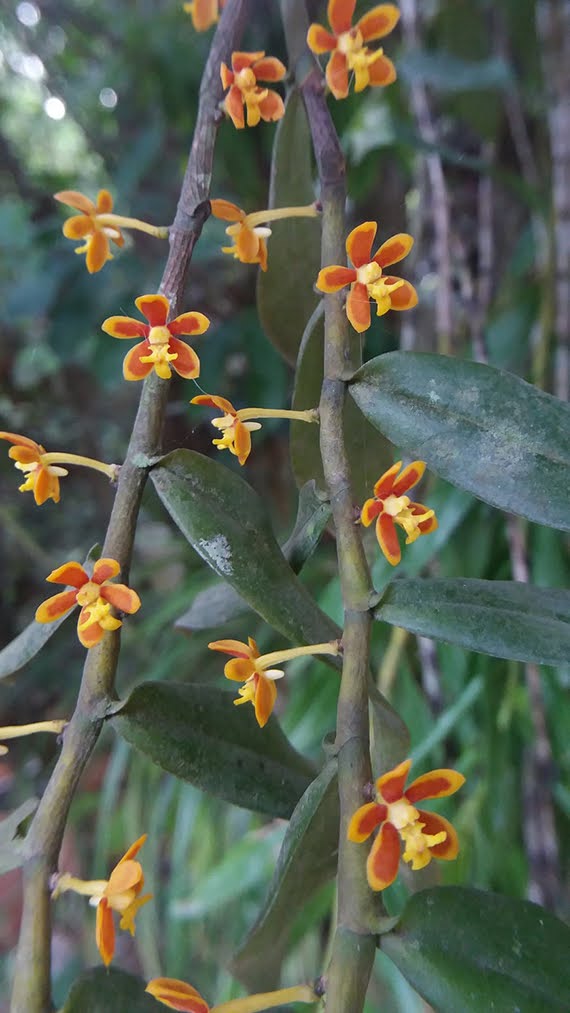 Trichoglottis orchidea (J.Koenig) Garay