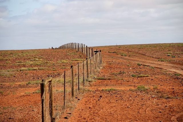 El Cerco del Dingo: una cerca para perros de 5.600 kilometros en Australia
