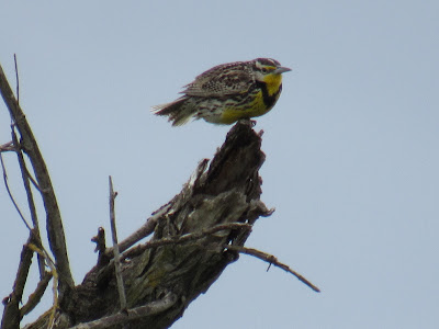 Sacramento National Wildlife Refuge