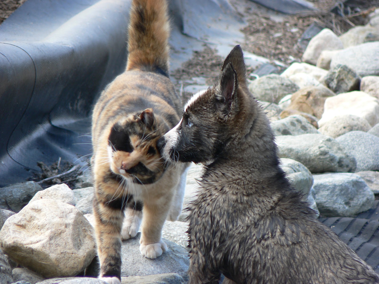 Okanagan Asparagus Farm Asparagus in Armstrong The farm dogs