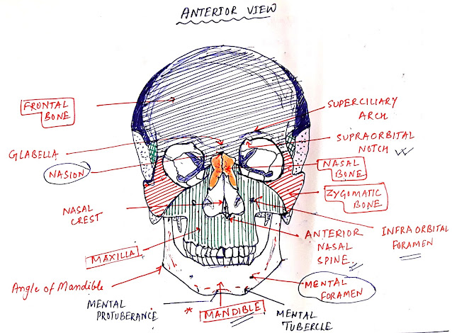 Anatomy of the Skull or Cranium and the correlated bones