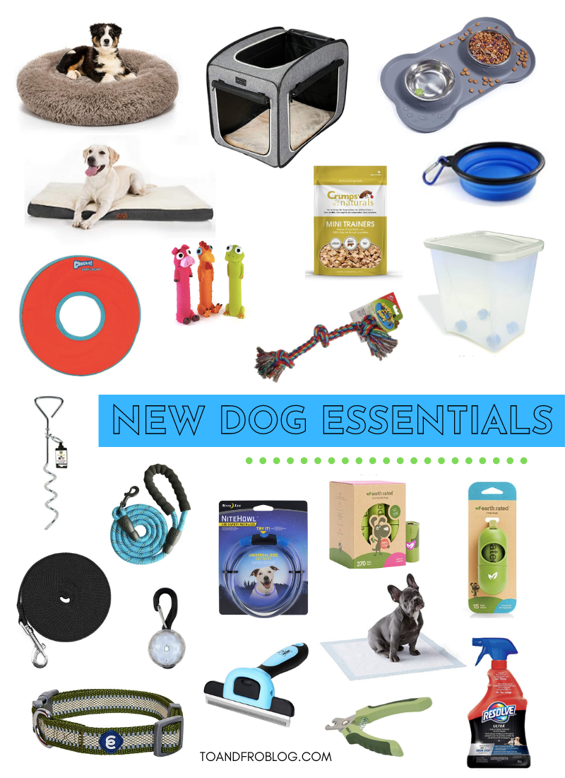 New Dog Essentials & Our 'Pandemic Puppy' Story To & Fro