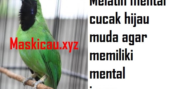 Melatih Mental Cucak Hijau Muda Trotol Agar Memiliki Mental Juara Maskicau Net