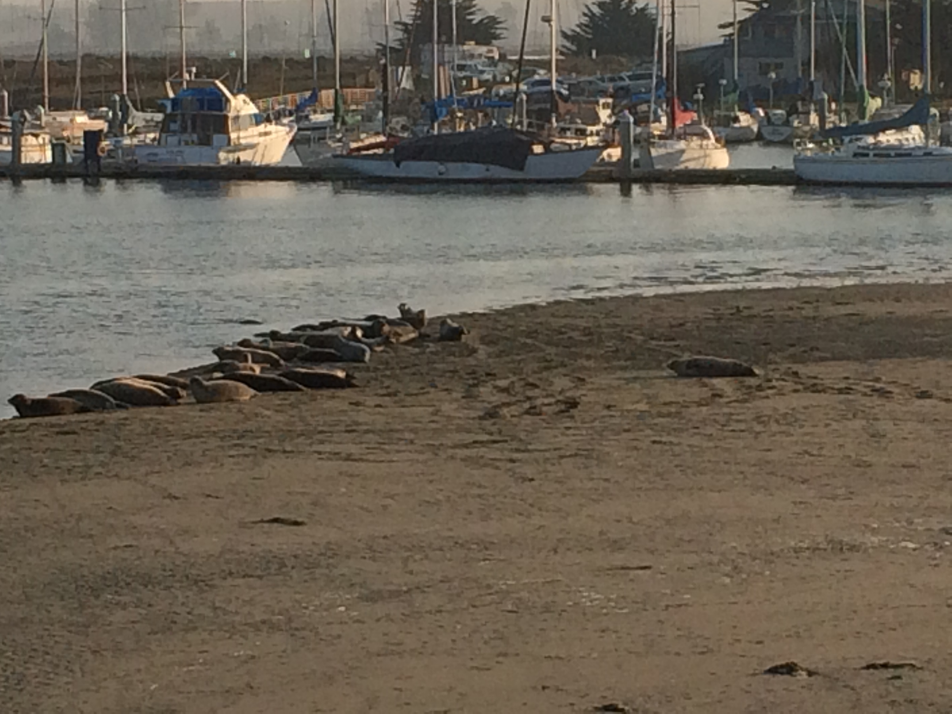 Moss Landing State Beach