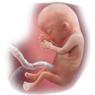 Baby Development in 13th week of Pregnancy