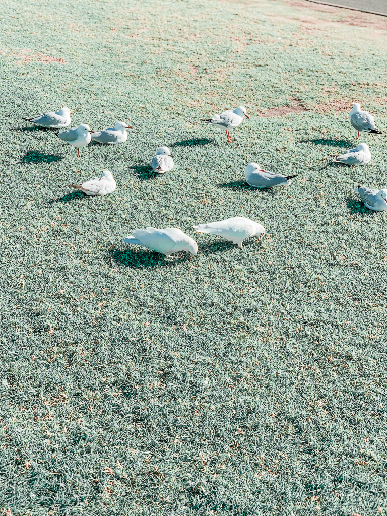 white cockatoos
