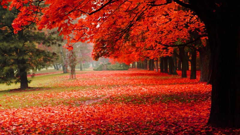 Wallpapersbuzz: Nature Wallpaper For Fall