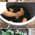 Grow Potatoes in Pots