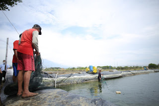 Kelompok Binaan Cirebon Power Berhasil Panen Udang Vaname 1 Ton Kelompok Binaan Cirebon Power Berhasil Panen Udang Vaname 1 Ton