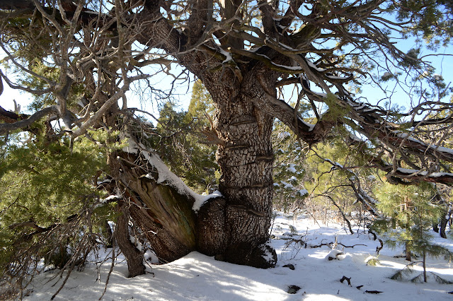 super massive alligator juniper