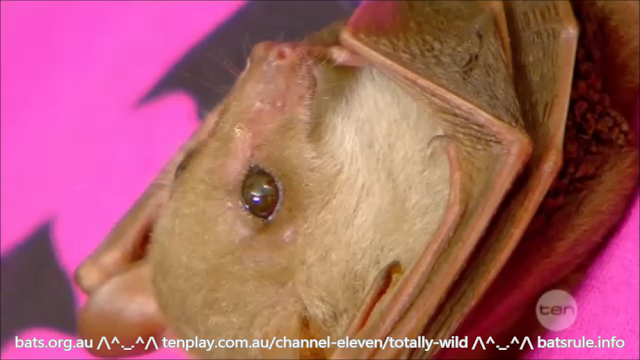 Rehab | Blossom and Totally Wild | Megabat in care, Common blossom bat (Syconycteris australis)