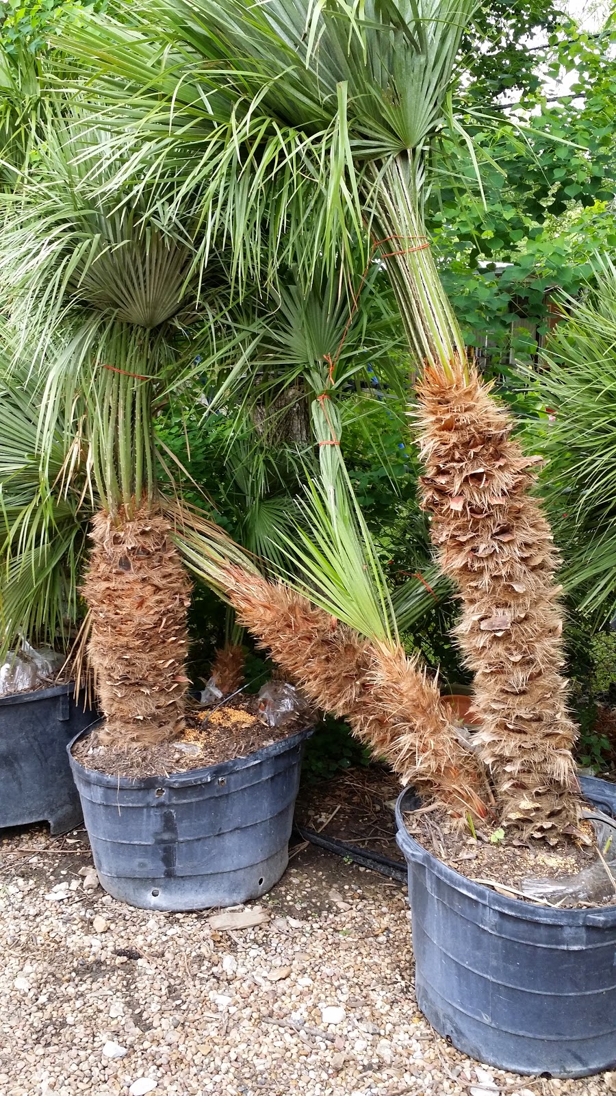Cold Hardy Palm Trees in Houston Truck Load of Mediterranean Fan