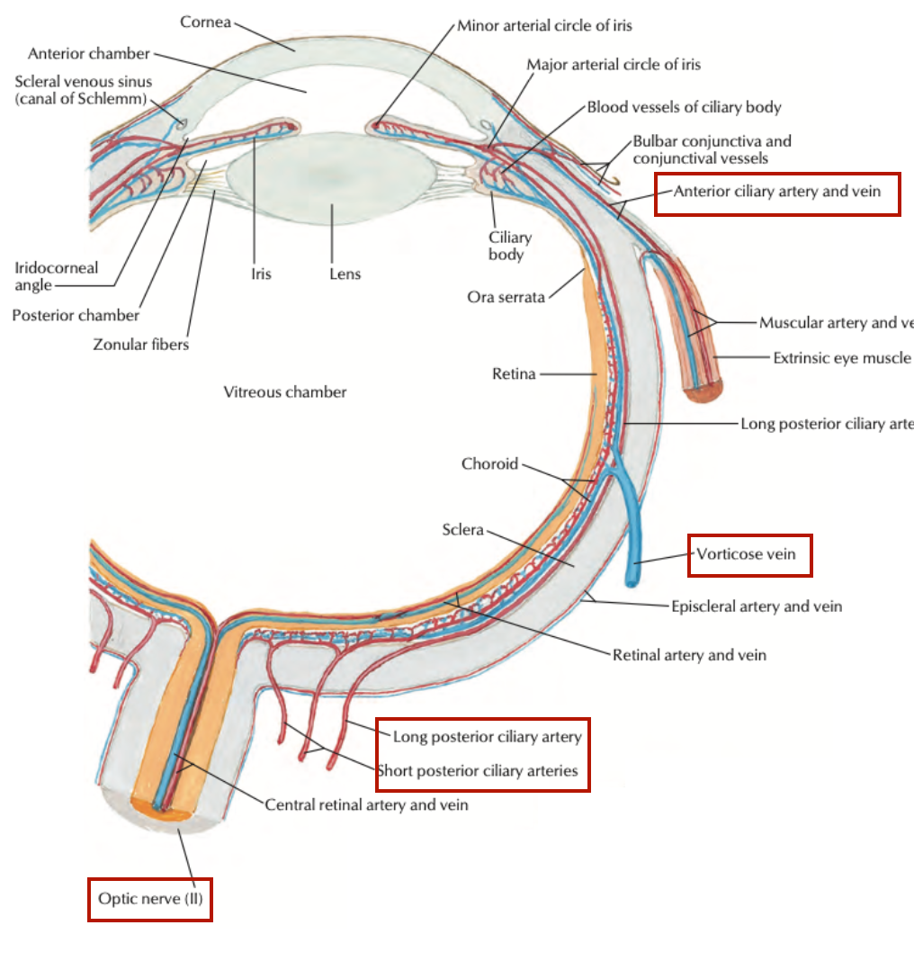 Head and Neck Anatomy Eyeball Sclera