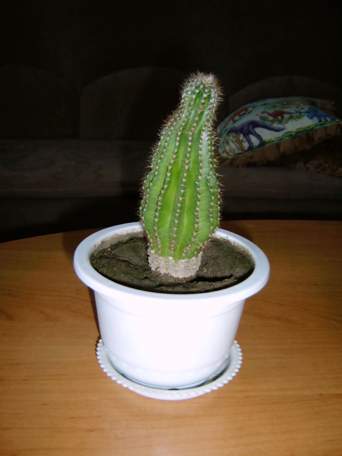 МираДом: Мой кактусовый "оазис")))