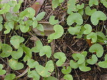 Brahmi Image Brahmi image