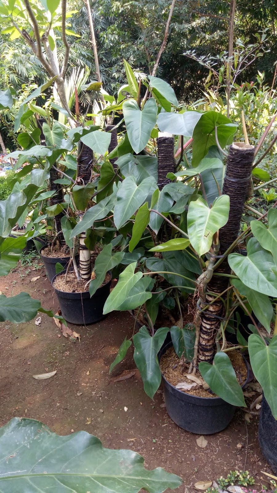 Berbelanja Di Toko Tanaman Yang Spesifik