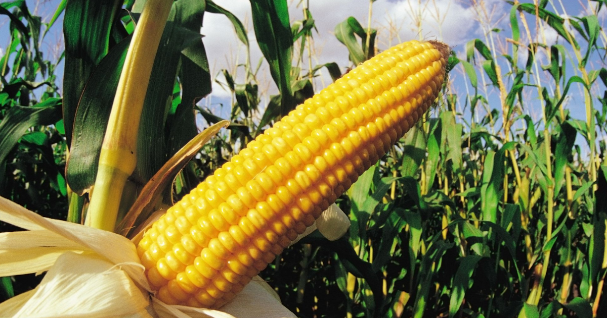 Corn Cultivation Mr. Cultivation