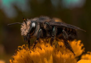 foto de abeja en flor amarilla