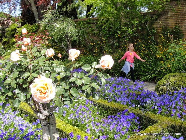 roses in Chartres Cathedral Garden at Filoli in Woodside, California roses in Chartres Cathedral Garden at Filoli in Woodside, California