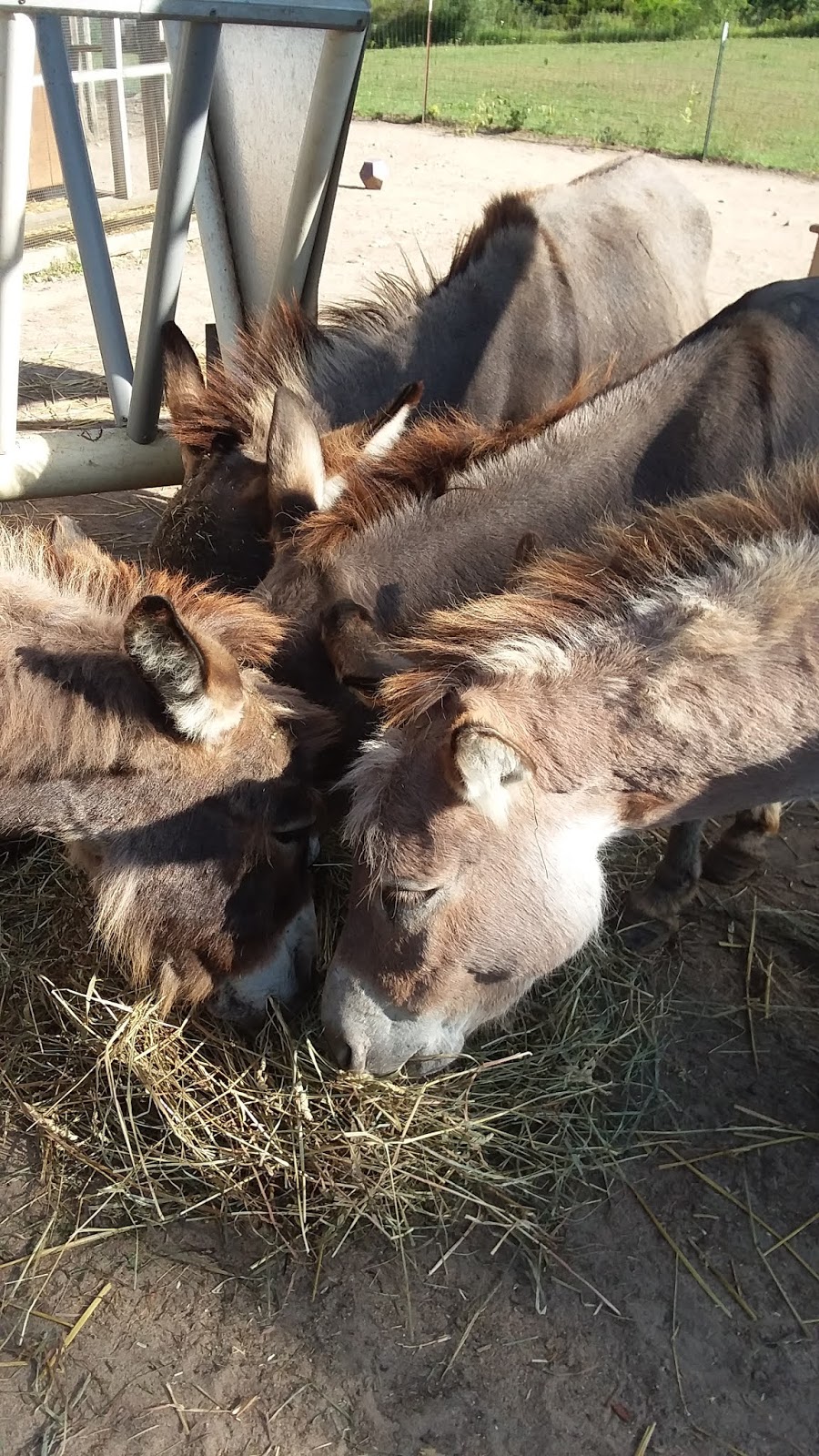 My Miniature Donkeys Four Donkeys (Sometimes) Steal My Heart