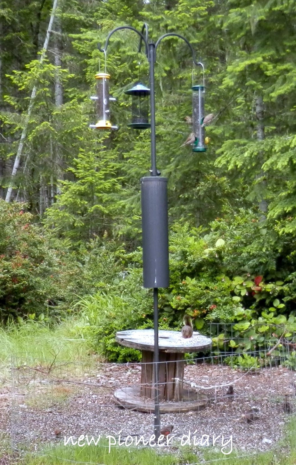 Huckleberry Hollow Backyard Wildlife Sanctuary