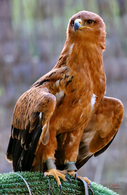 Águila Rapaz