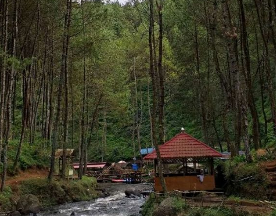 Menyatu Dengan Alam di Hutan Pinus Rahong Pangalengan