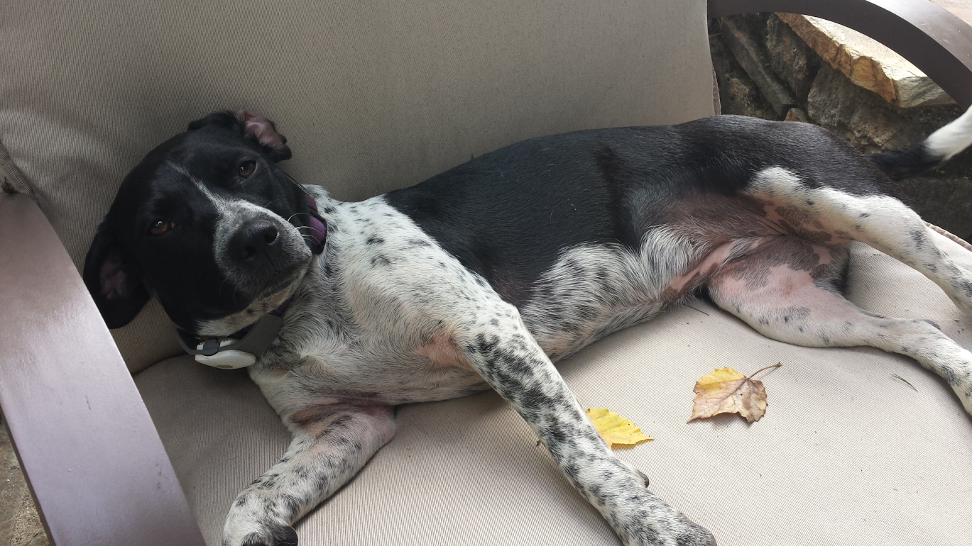 The Loudoun Pet Sitting Company Professional Pet Sitting & Dog Walking