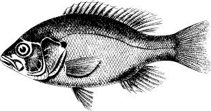 cara mancing ikan nila