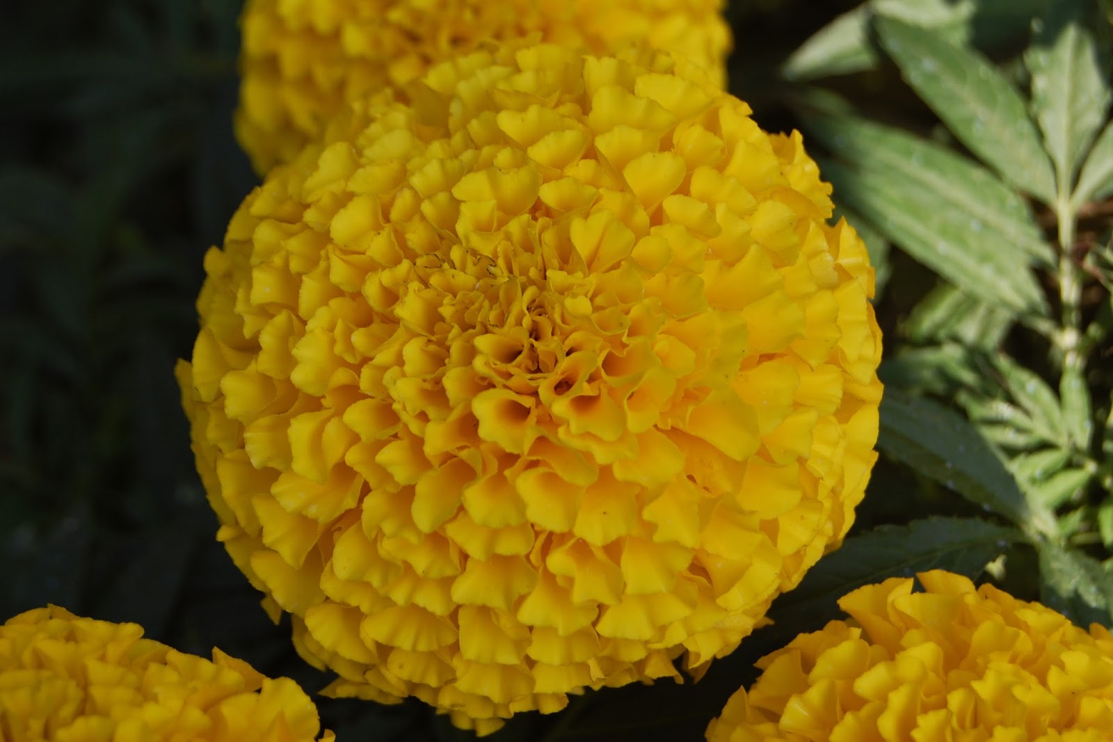 Snappy S Gardens Blog Roses Today