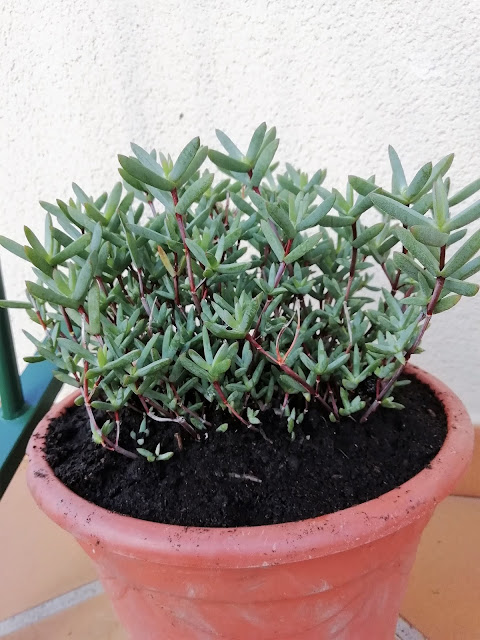 La planta de mesen o uña de gato (Lampranthus sp.).