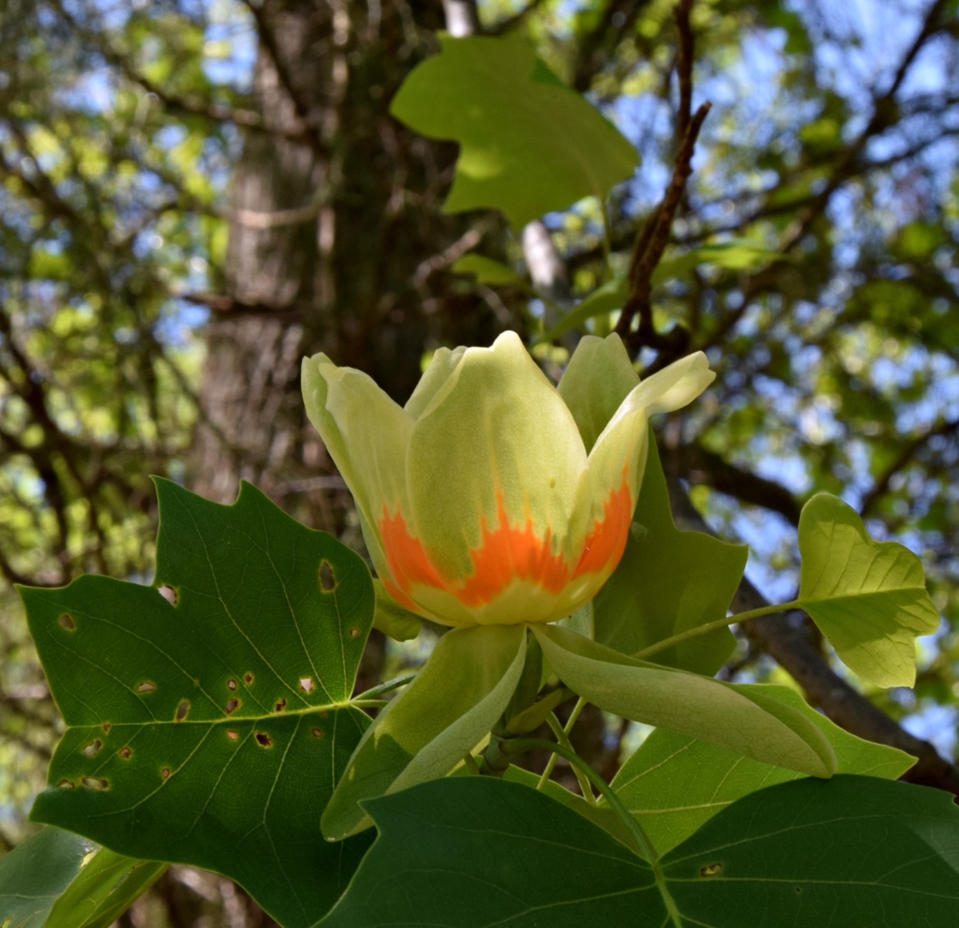Using Native Plants As Lovely As a Tree