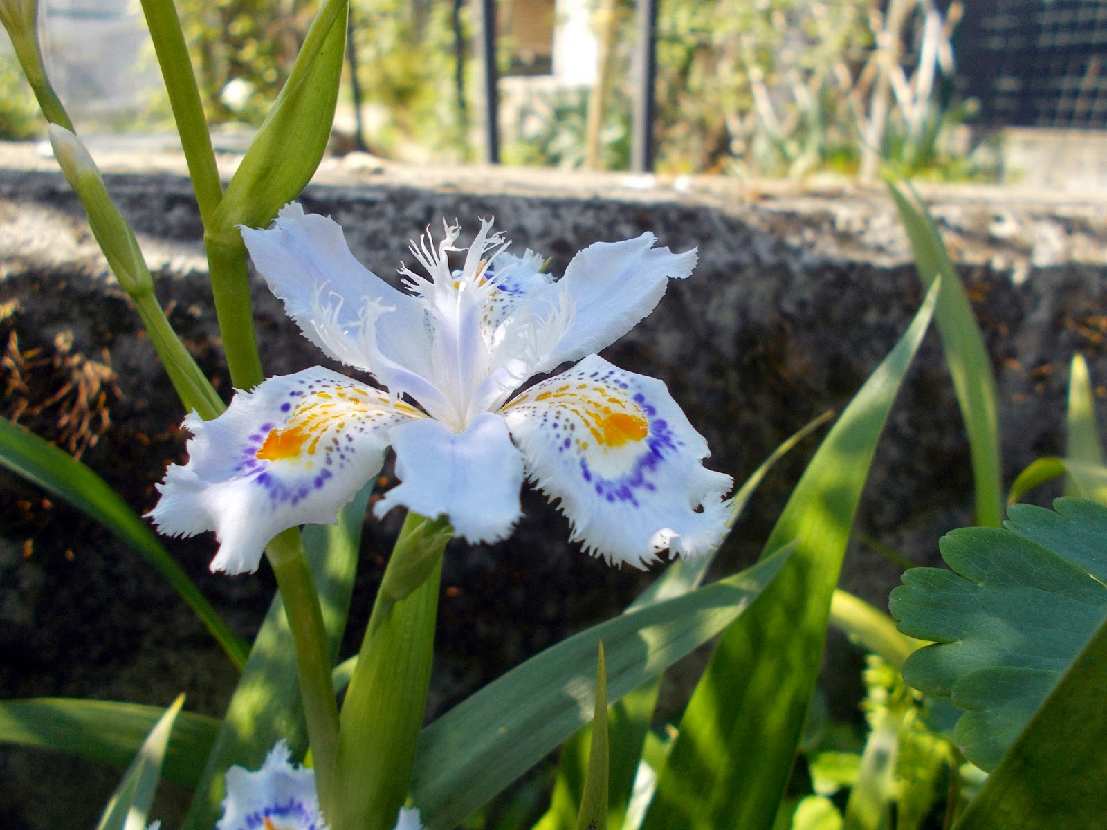 Fiori e fili di Iaia Iris japonica!