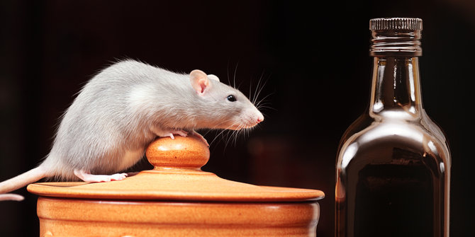 Panduan Mengusir Tikus dari Rumah Secara Aman, Tanpa Racun Panduan Mengusir Tikus dari Rumah Secara Aman, Tanpa Racun