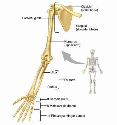46+ Anatomi Tulang Ekstremitas Atas - Kleider Wall