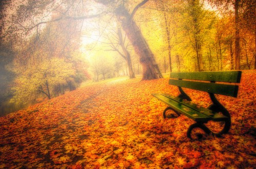 yume store Les feuilles volent au vent