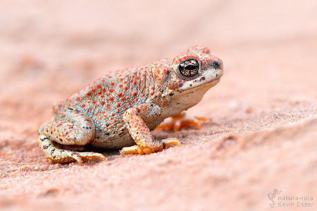 Anaxyrus punctatus - Red-spotted Toad