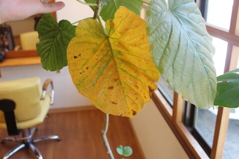 ウンベラータの葉が黄色くなったら ウンベラータブログ