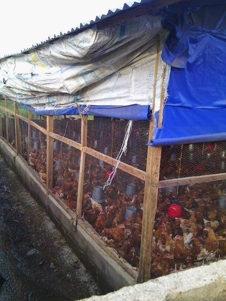 How to construct a low cost poultry house